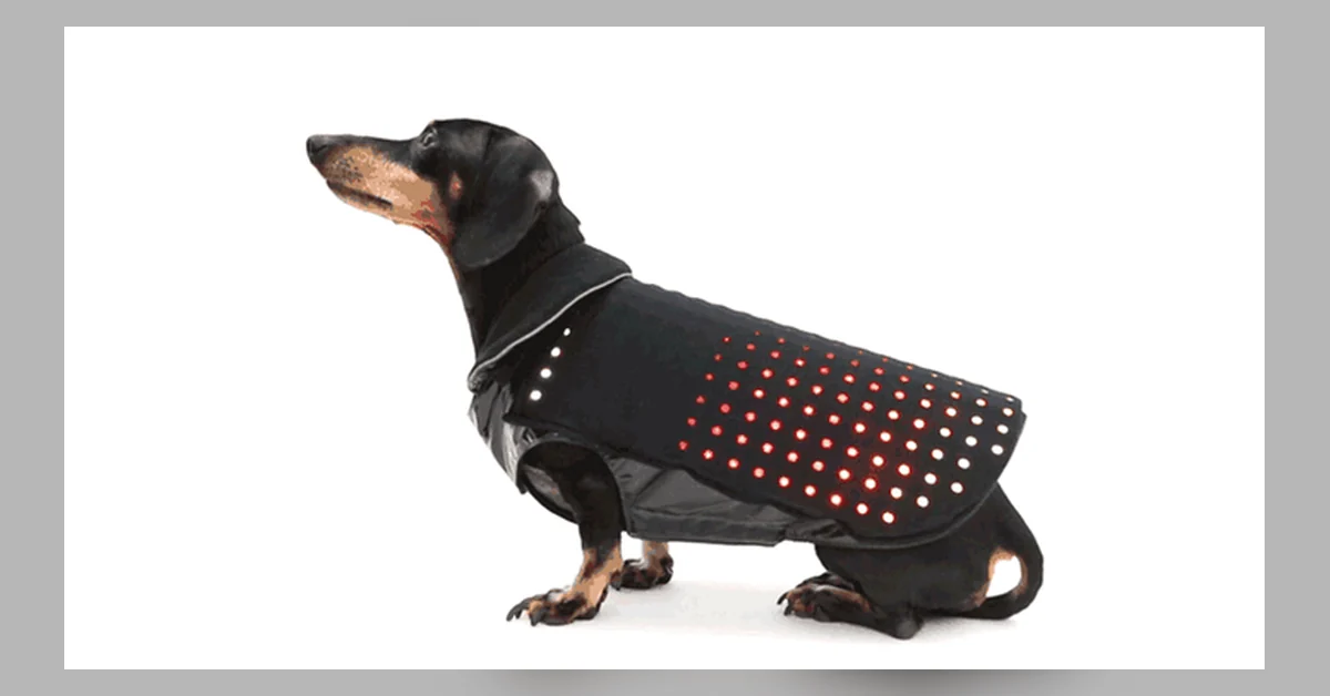Disco Dog(e)