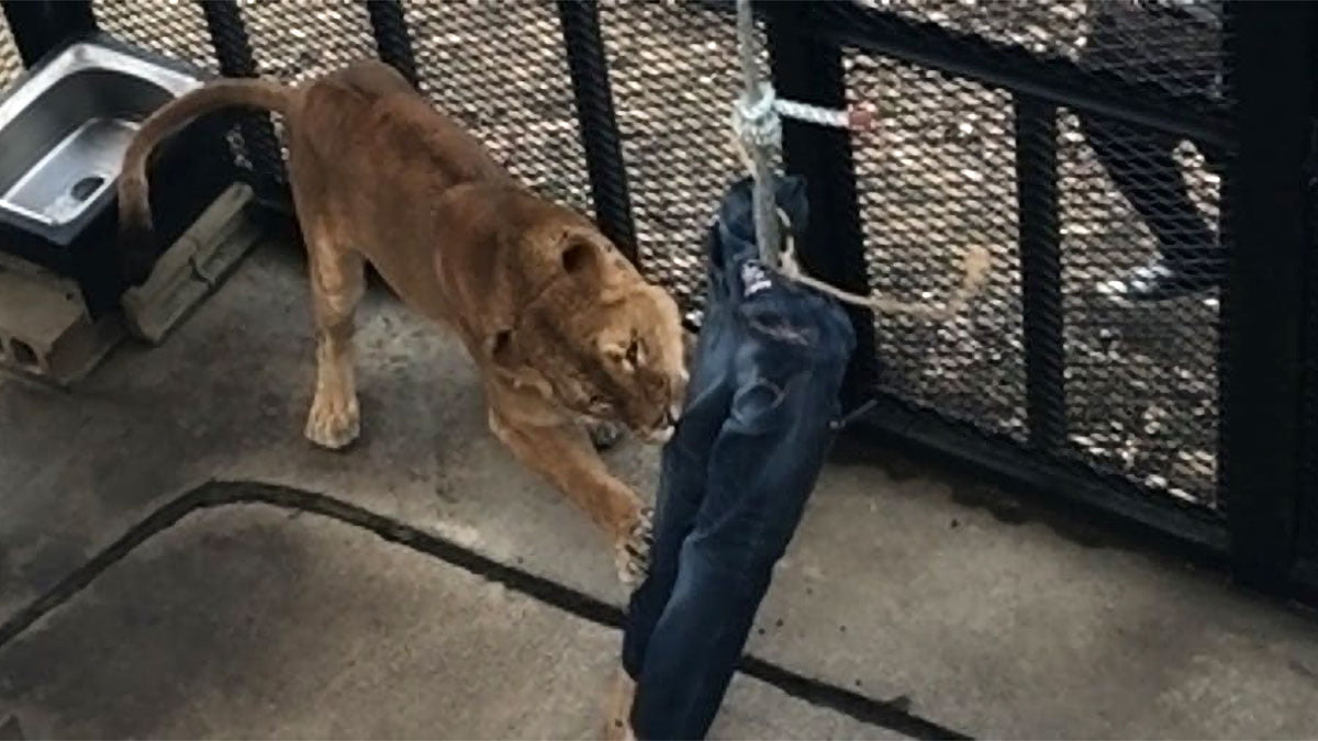 Leijona repii farkkuja