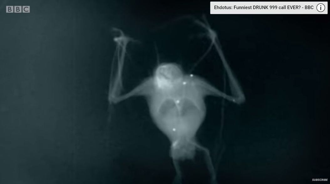 Röntgenkuvaa lentävästä lepakosta