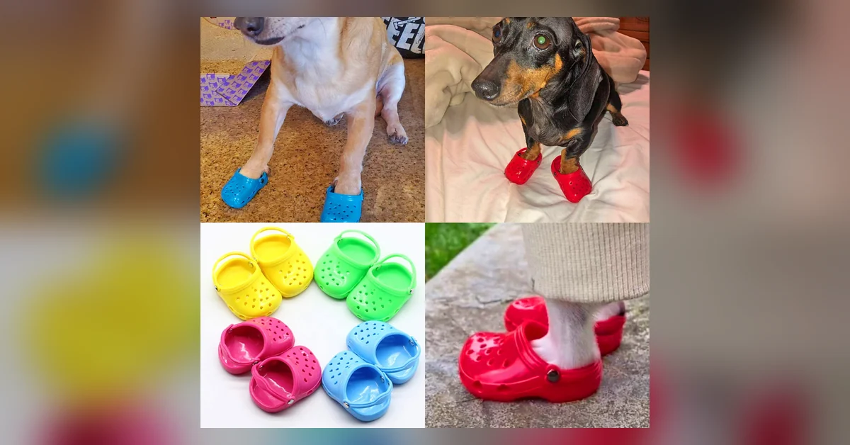 Crocs-sandaalit koirille